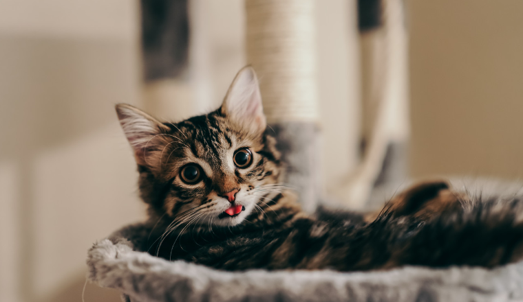 为何这个猫爬架可以火遍全球？